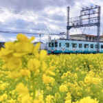 斎宮跡、菜の花、1月春の花、三重県多気郡の観光・撮影スポットの名所